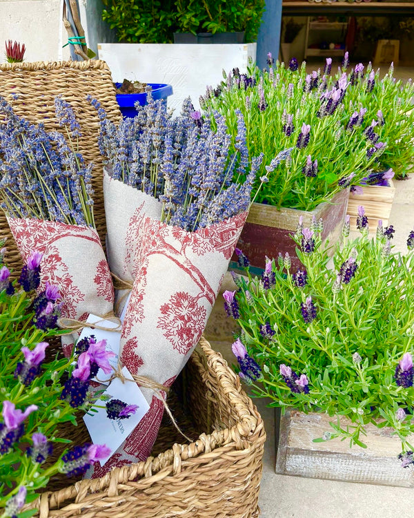 Mazzetti di Lavanda Essiccata